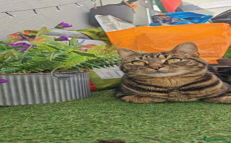 Mixed Breed cats - Advert 2