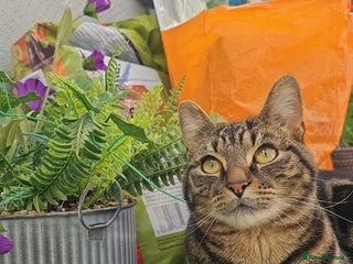 Mixed Breed cats - Advert 20