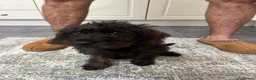 Mixed Breed dogs for sale: Little Penny  - Advert 13