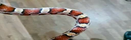 Corn Snake reptiles for sale: YOUNG / ANERY CORN SNAKE - Advert 3