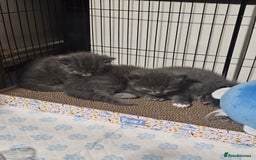 British Longhair cats for sale: 5 little kittens  - Advert 6