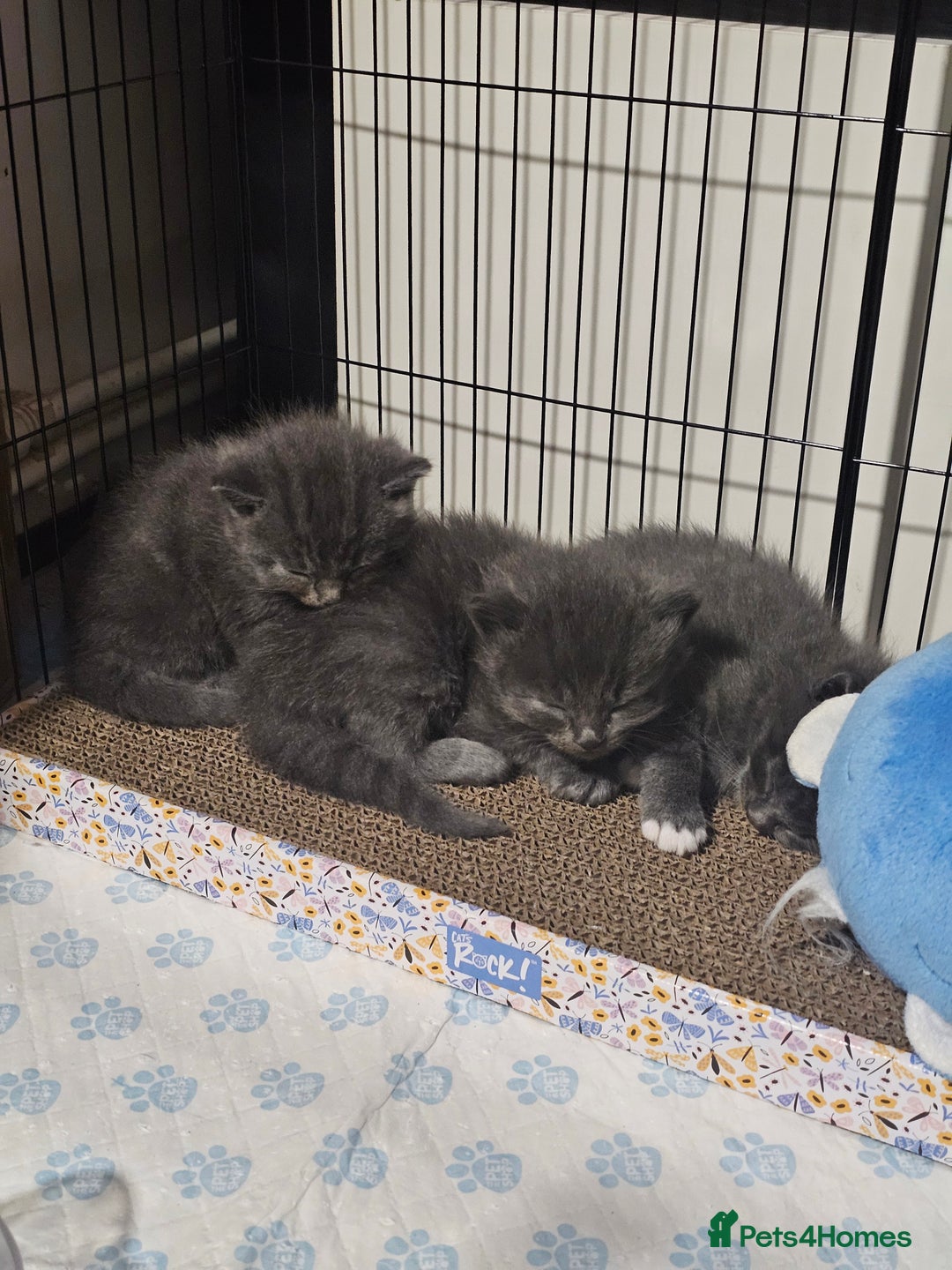 British Longhair cats for sale: 5 little kittens  - Advert 6