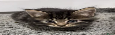 Domestic Shorthair 3