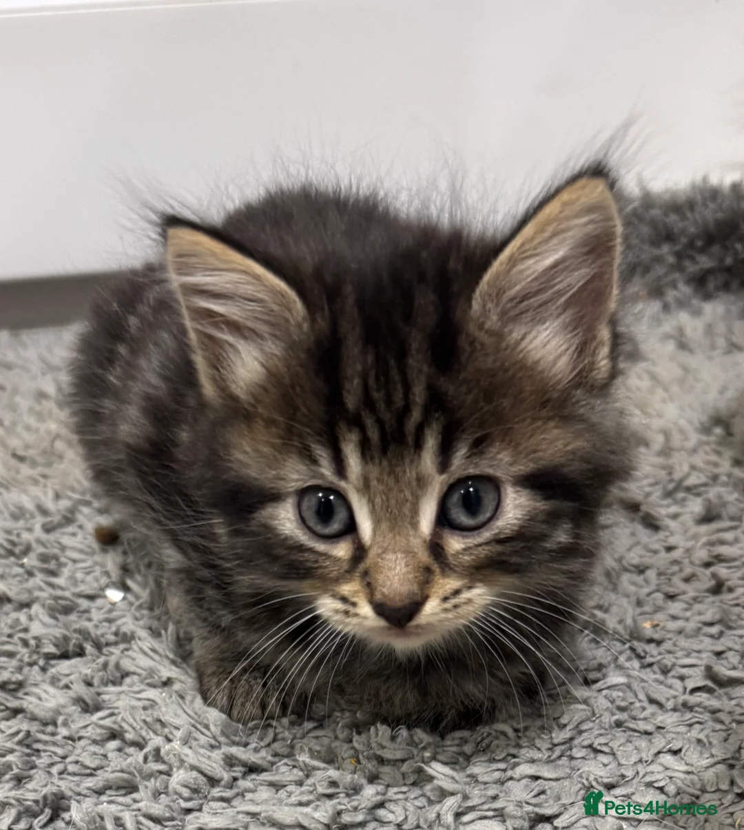 Domestic Shorthair cats for sale: 5 adorable playful kittens - Advert 2