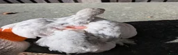 Chickens poultry for sale: Rare colour laced cockerels - free - Advert 18