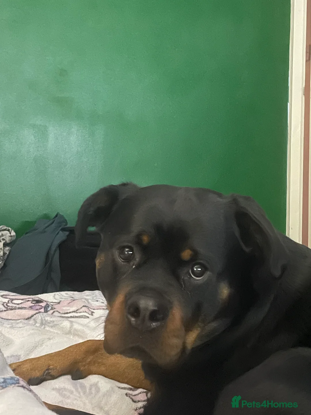 Mixed Breed dogs for sale: dog for rehoming - Advert 4