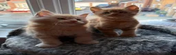 Maine Coon cats for sale: 🐈 ONLY 2 BOYS LEFT! READY FRIDAY 29TH MAY!!! 🐈 - Advert 1