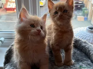 Maine Coon cats 🐈 READY FRIDAY 29TH MAY!!! 2 BOYS LEFT!!! 🐈 - Advert 2