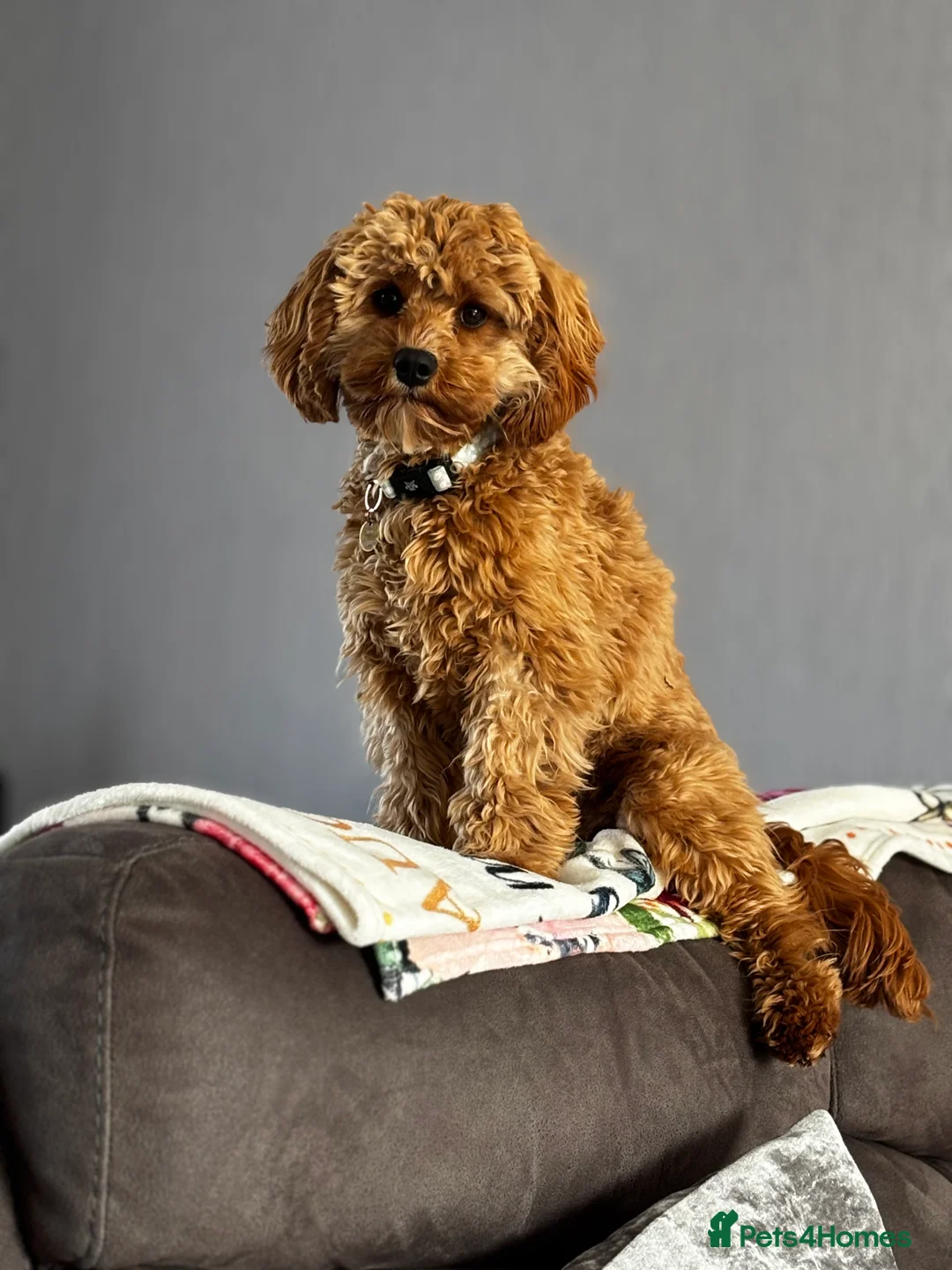 Cavapoo dogs for sale: River toy cavapoo - Advert 13
