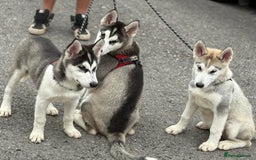 Utonagan dogs for sale: Beautiful Husky × Malamute Puppies – Ready Now! - Image 7