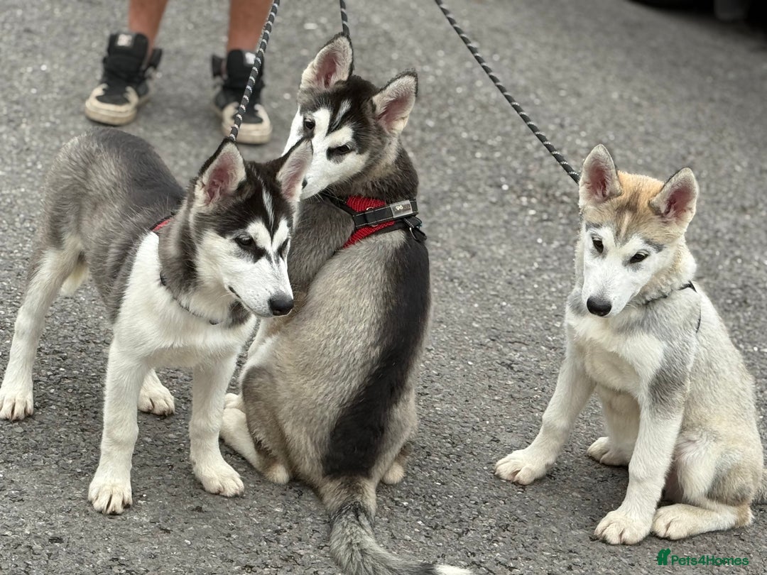 Utonagan dogs for sale: Beautiful Husky × Malamute Puppies – Ready Now! - Image 7