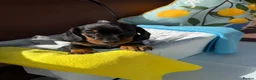 Miniature Dachshund dogs for sale: A litter of 2 lovely dachshund pups - Advert 31