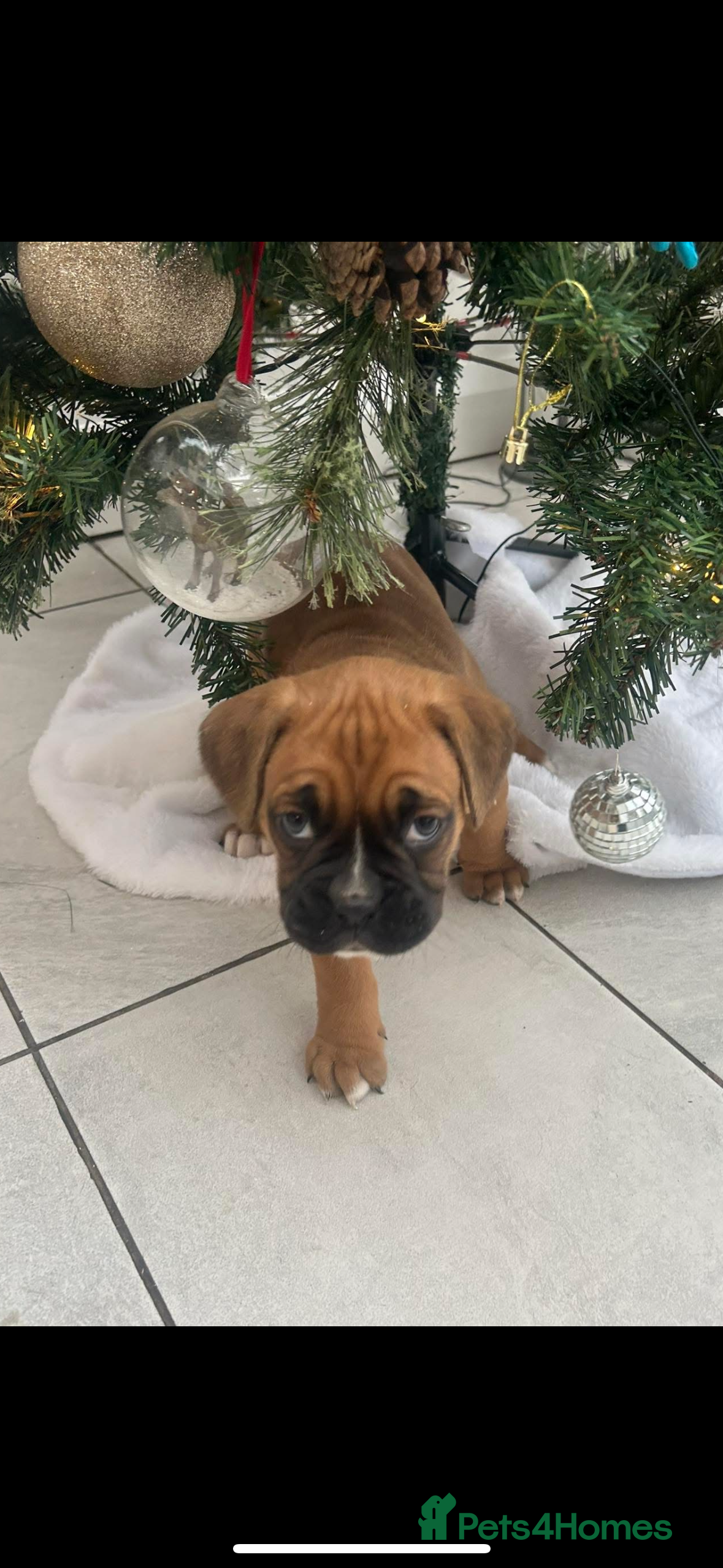 Boxer dogs Boxer puppy female - Advert 2