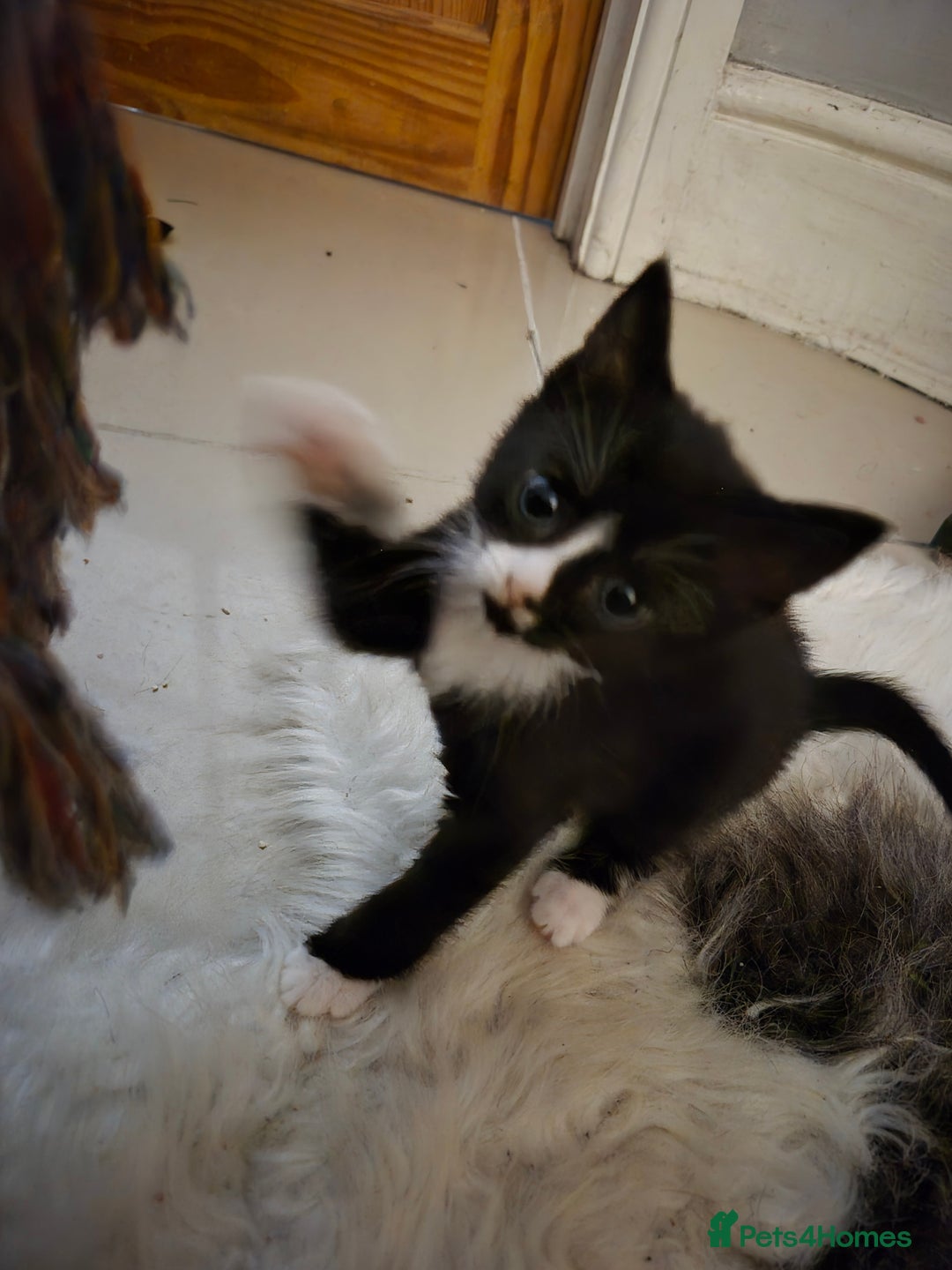 British Shorthair cats for sale: Beautiful little kittens for sale - Advert 3