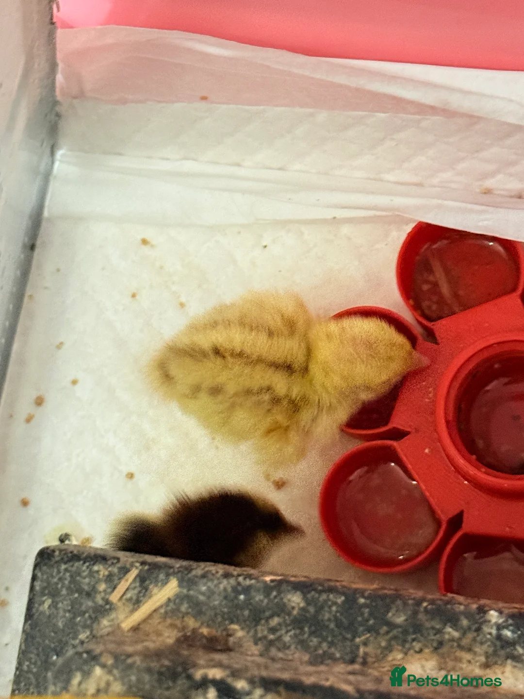 Quail poultry for sale: Days old Coturnix quail chicks  in Chester-le-Street - Advert 2