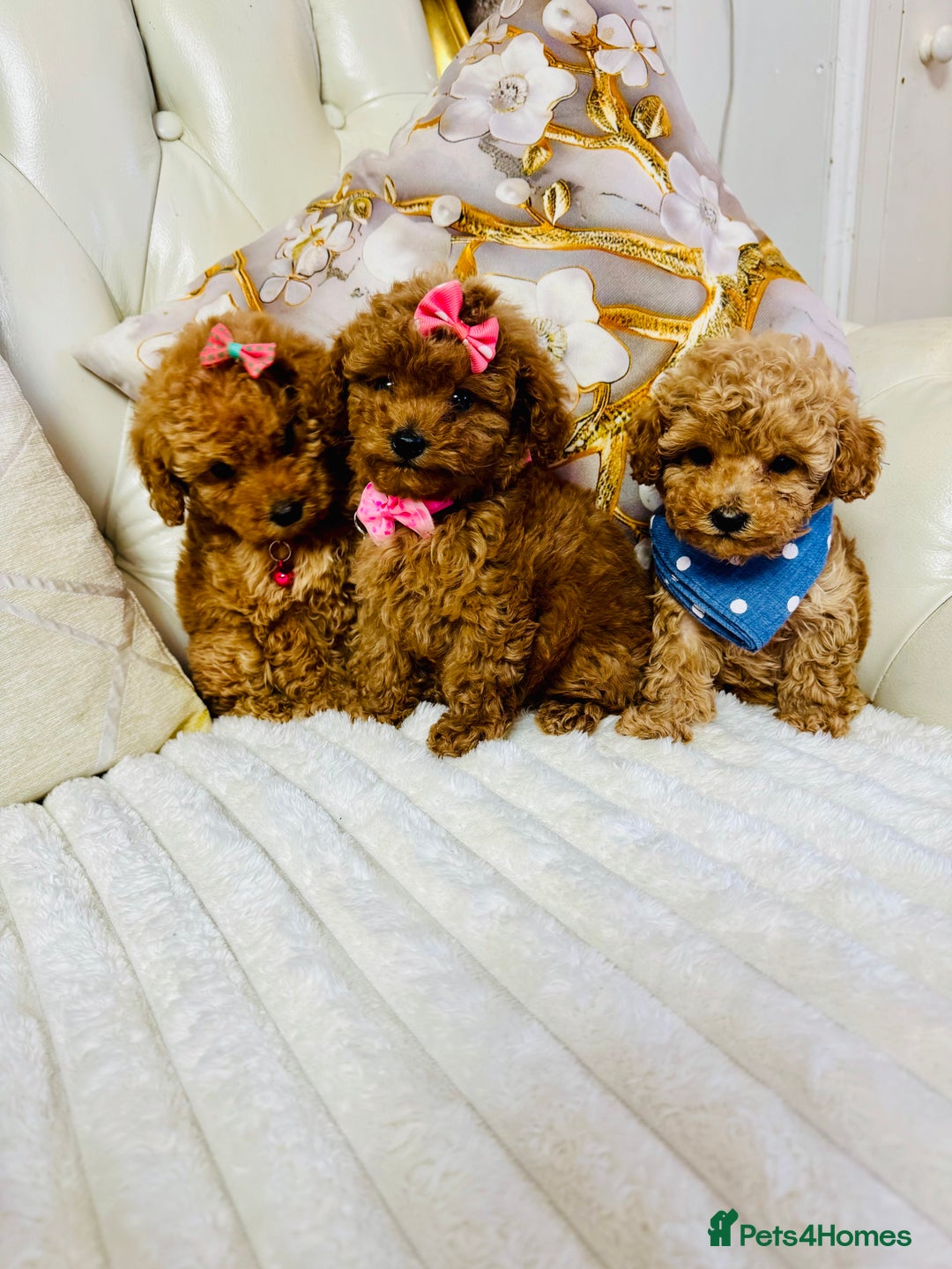 Maltipoo dogs for sale: Exquisite tiny F1 Toy Maltipoo puppies 🐶 🧸  - Image 6
