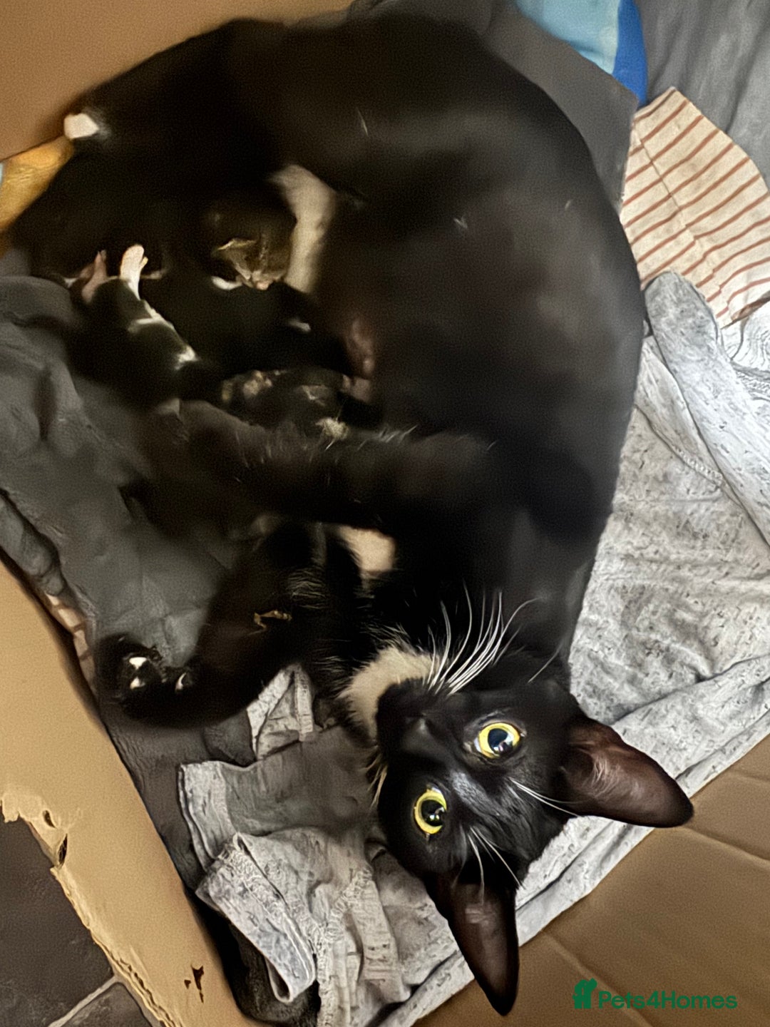 Mixed Breed cats for sale: 6 playful kitties ready to leave - Image 10