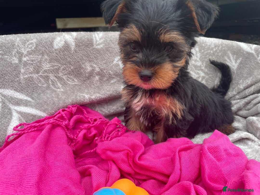 Yorkshire Terrier dogs for sale: 💖one beautiful tiny girl left 💖 - Image 3