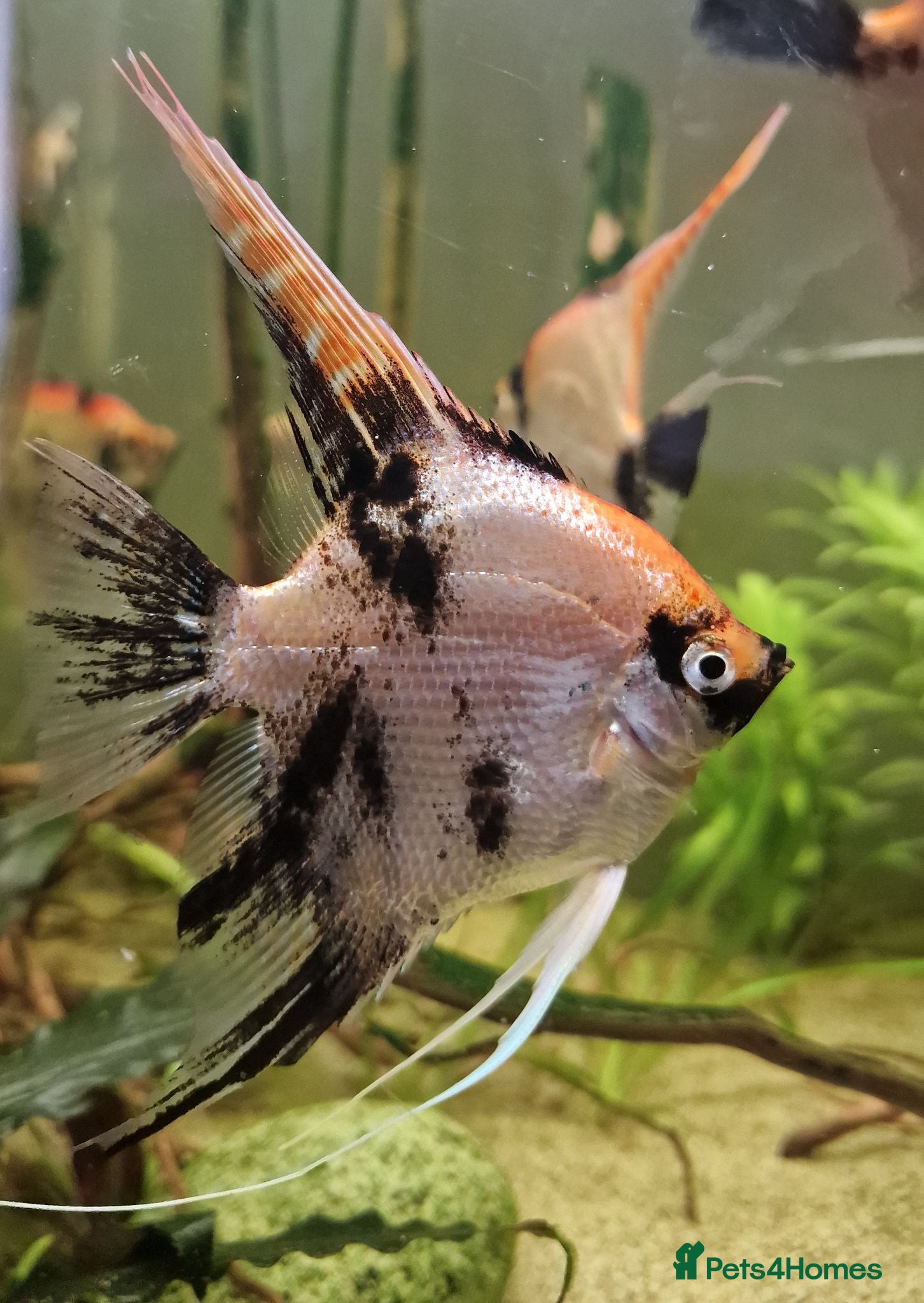 Angelfish fish Koi/Marble Angelfish - Advert 2
