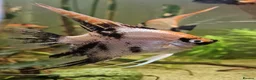 Angelfish fish for sale: Koi/Marble Angelfish - Advert 1