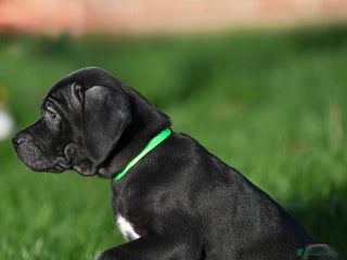 Cane Corso dogs Elite cane corso puppies - Advert 1