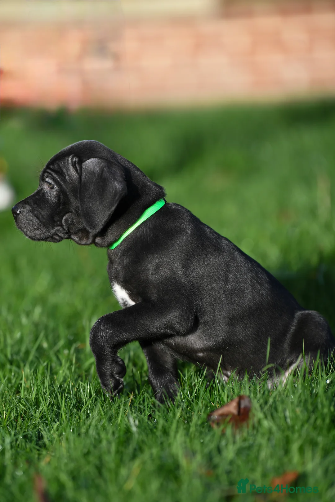 Cane Corso dogs for sale: Elite cane corso puppies  - Advert 1