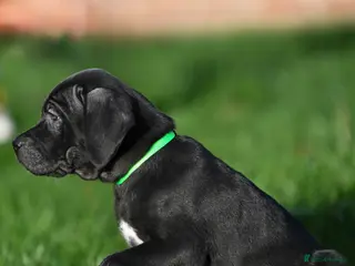 Cane Corso dogs Elite cane corso puppies - Advert 8