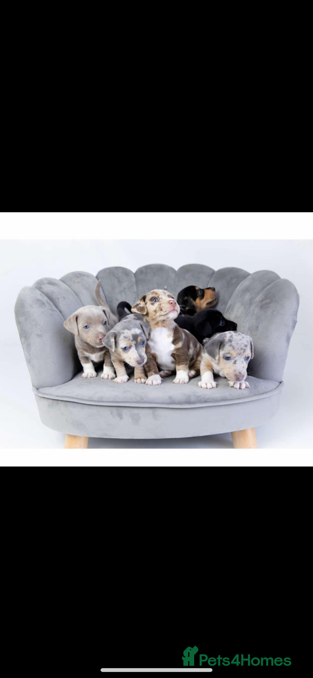 Jack Russell dogs for stud: Silver Merle carrying Blue and Chocolate in Bradford - Image 14