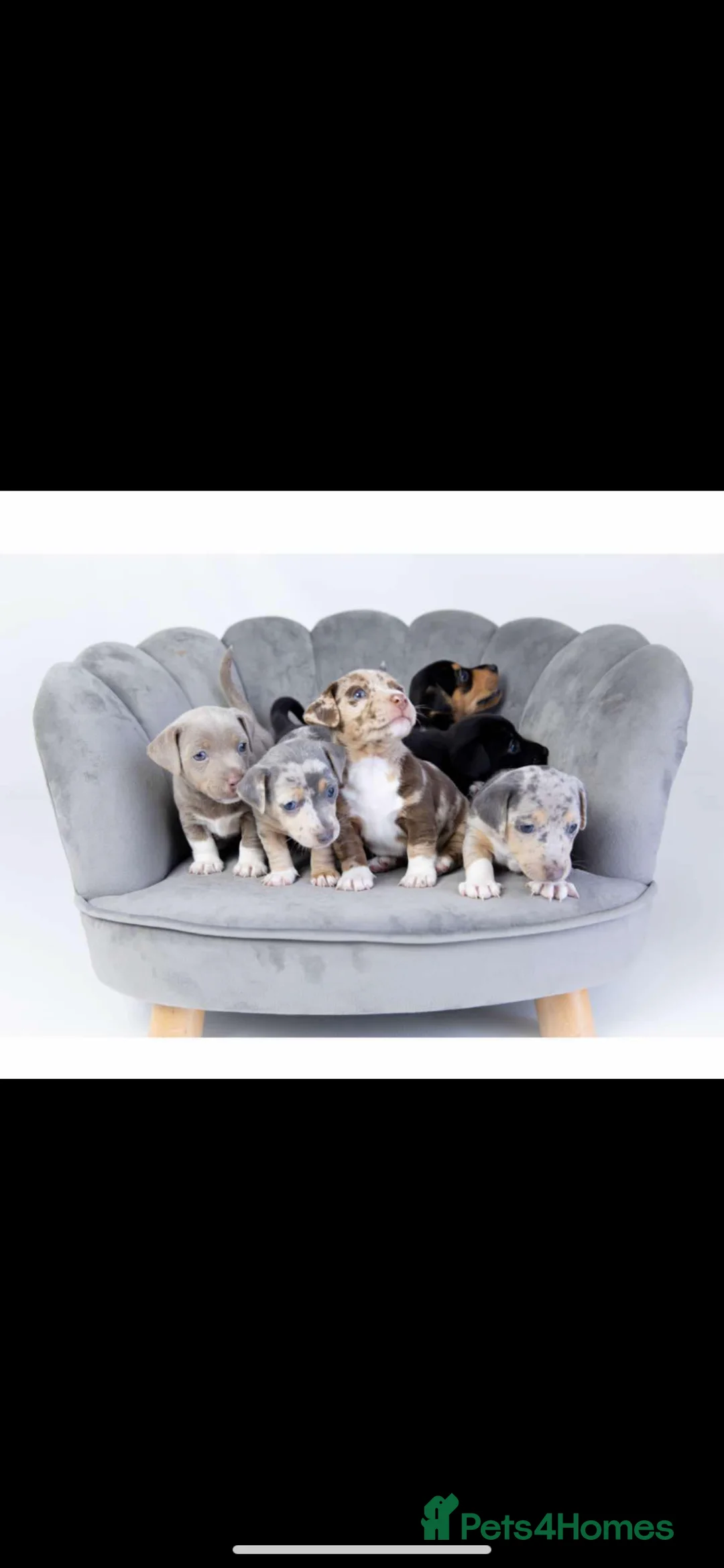 Jack Russell dogs for stud: Silver Merle carrying Blue and Chocolate in Bradford - Advert 14