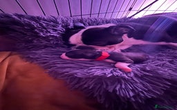 Boston Terrier dogs for sale: Boston terrier puppy - Image 12