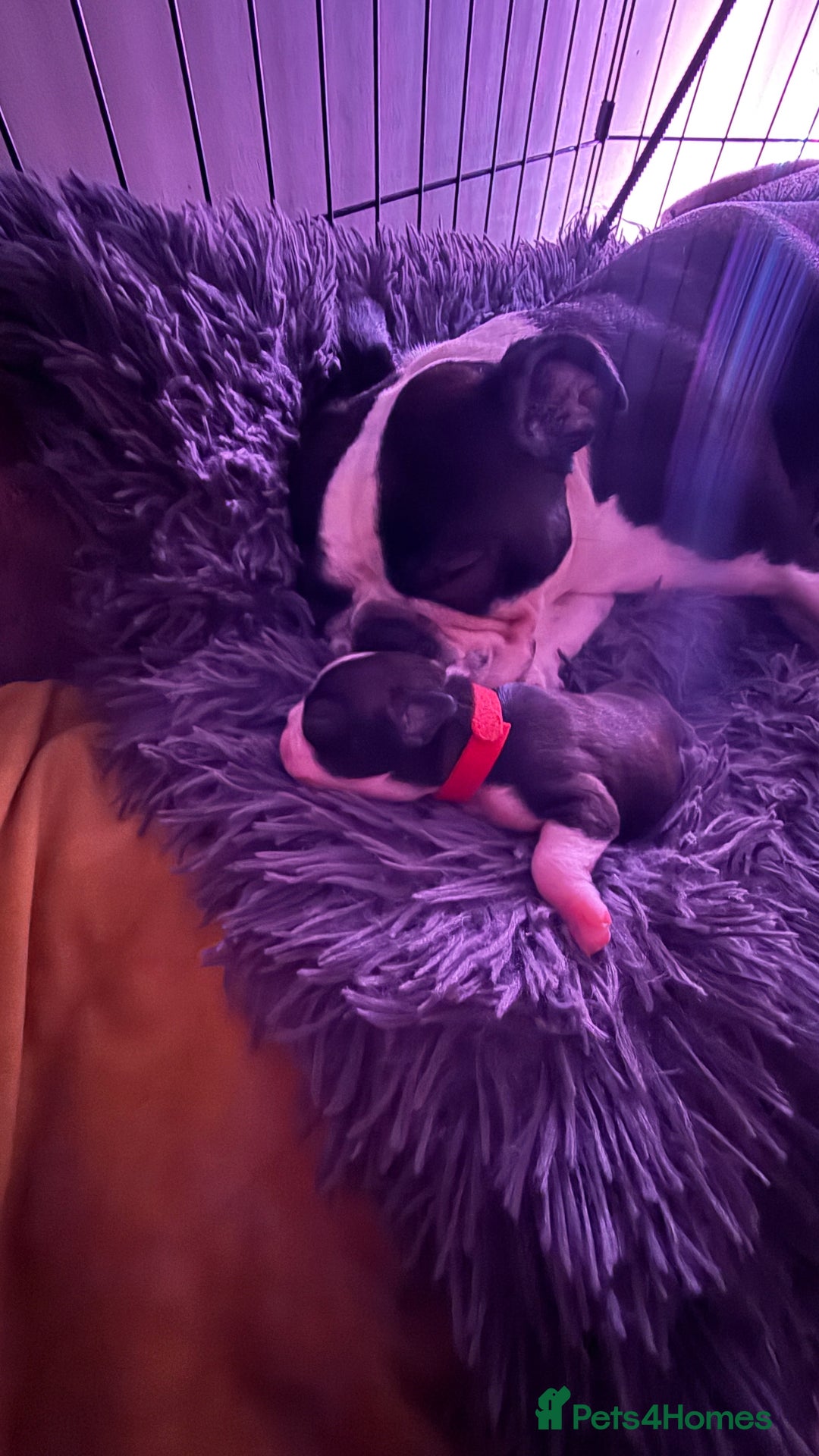 Boston Terrier dogs for sale: Boston terrier puppy - Image 12