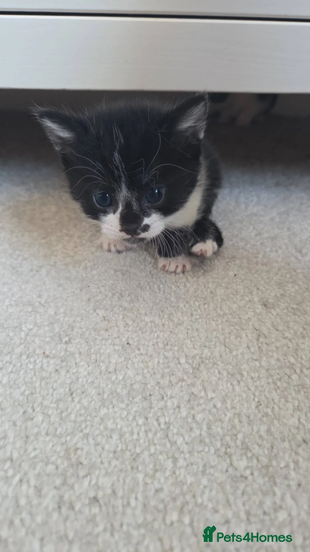 Mixed Breed cats for sale: Kittens for sale x5 in Bexhill-on-Sea - Advert 5