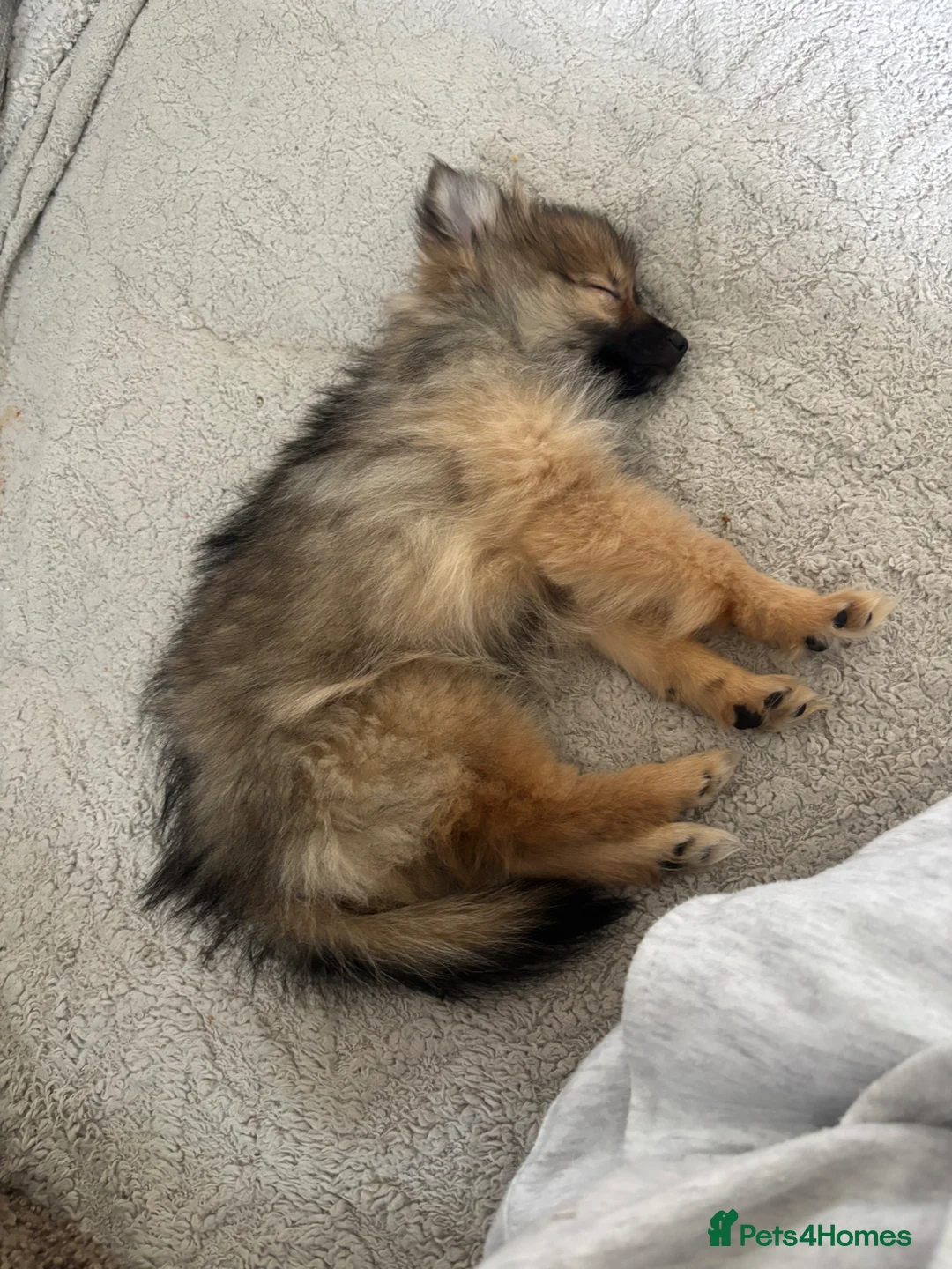 Pomeranian dogs for sale: Girl Pom  - Advert 2