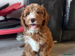 Cavapoo dogs Beautiful F1b Cavapoo Puppies – Ready Mid February - Advert 14