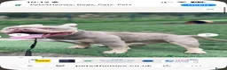 American Bully dogs for stud: 🐾 BUGZY THE AMERICAN BULLY STUD🐾 - Advert 4