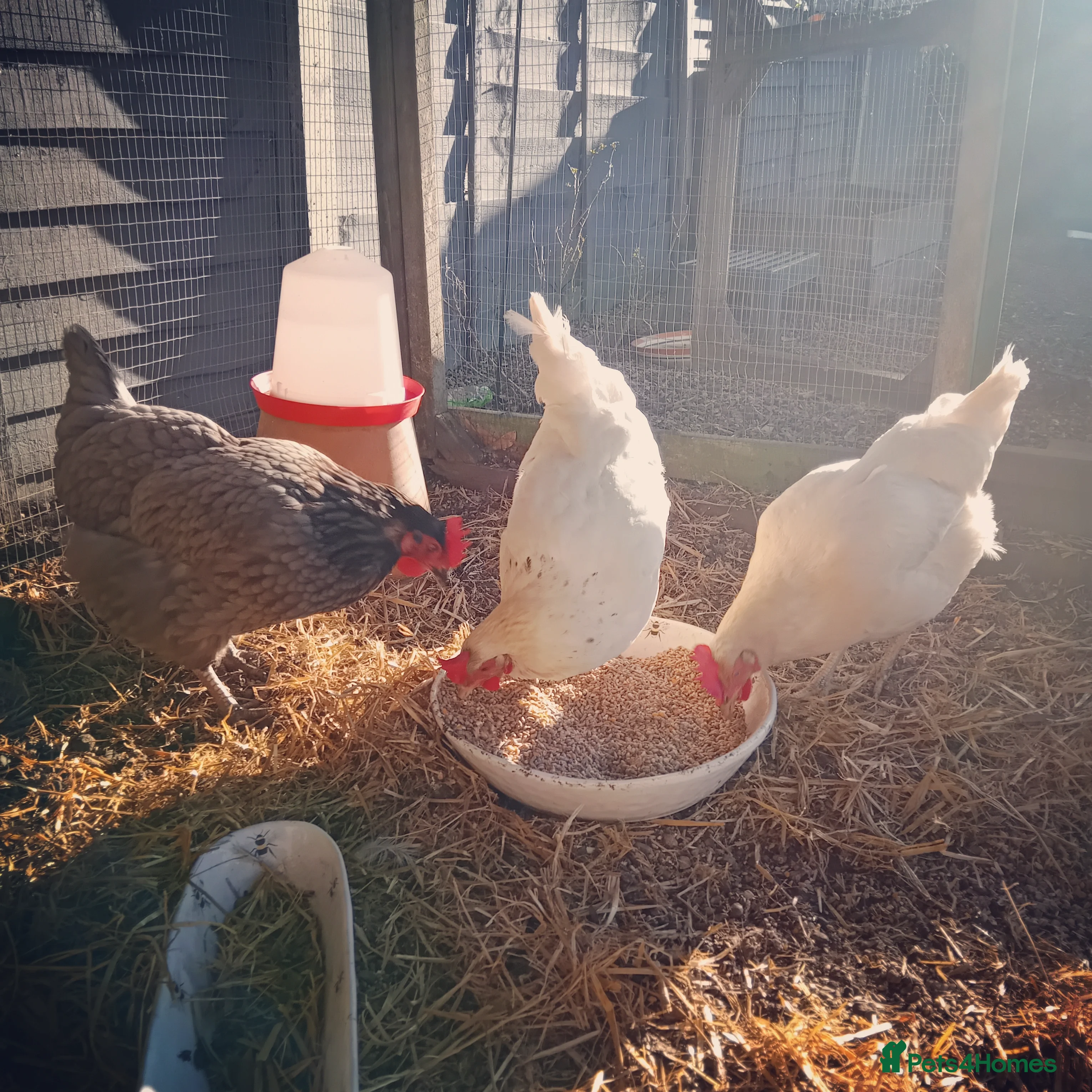 Chickens poultry Gorgeous Friendly Hens for Sale with Coop - Advert 1