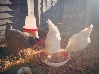 Chickens poultry Gorgeous Friendly Hens for Sale with Coop - Advert 1