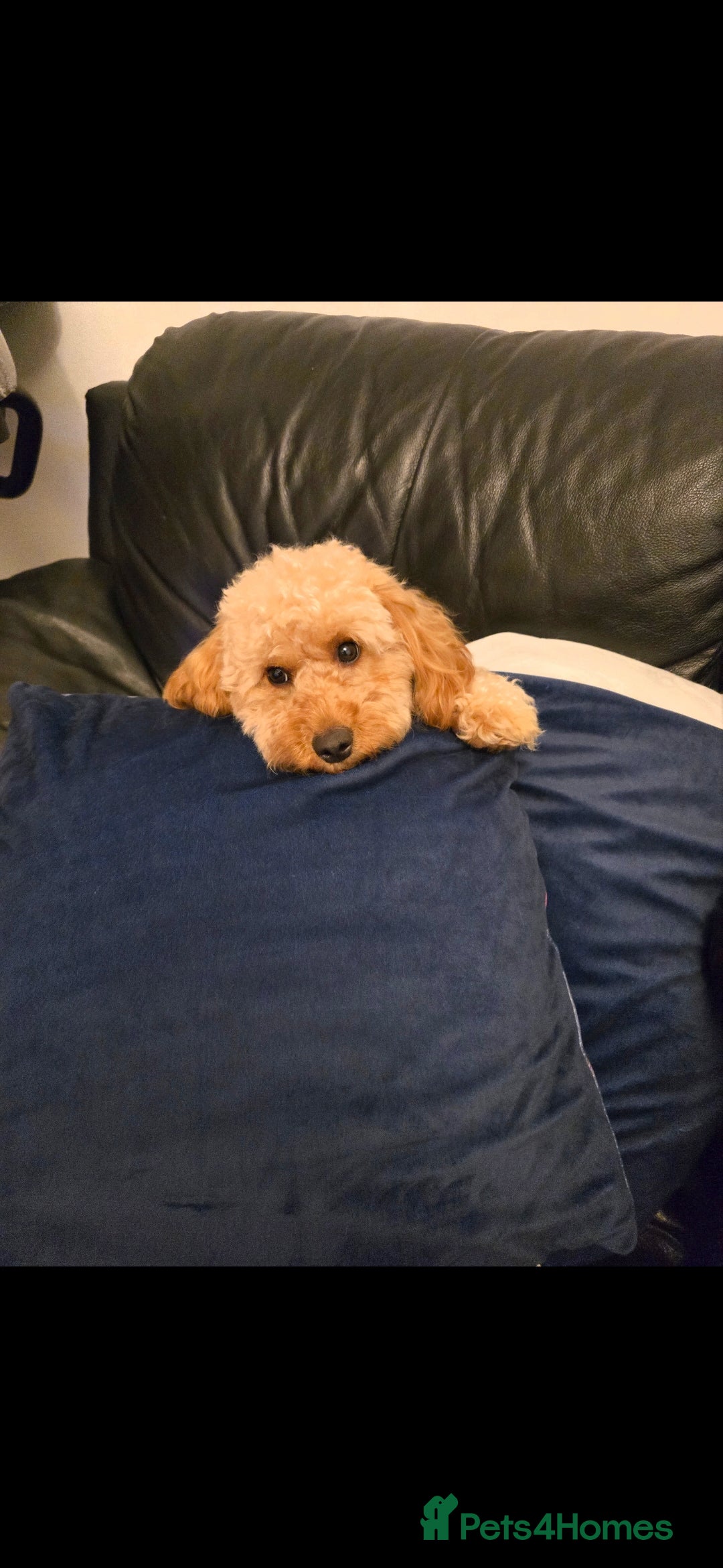 Cockapoo dogs Happy 16m Female Cockapoo Looking for Active Home - Advert 1