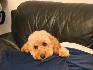 Cockapoo dogs Happy 16m Female Cockapoo Looking for Active Home - Advert 1