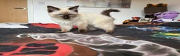 Ragdoll cats for sale: Ragdoll Kittens for Sale - Advert 16