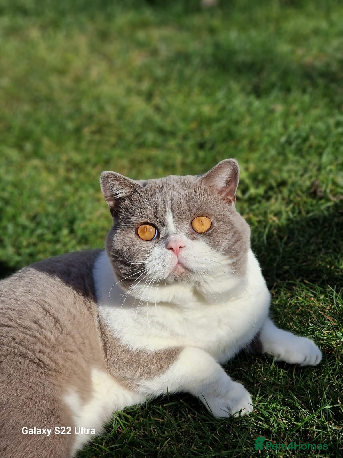 British Shorthair cats TICA registered BSH bicolor boy for Stud - Advert 16