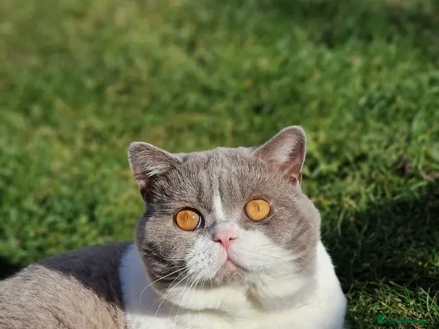 British Shorthair cats TICA registered BSH bicolor boy for Stud - Advert 5