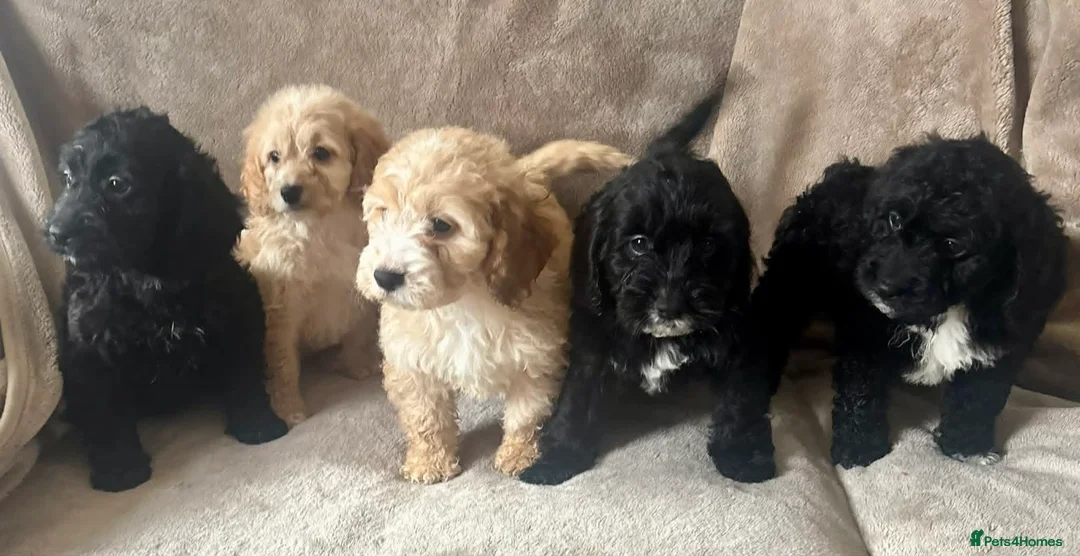 Cockapoo dogs for sale: Beautiful Cockapoo Puppies For Sale - Advert 1