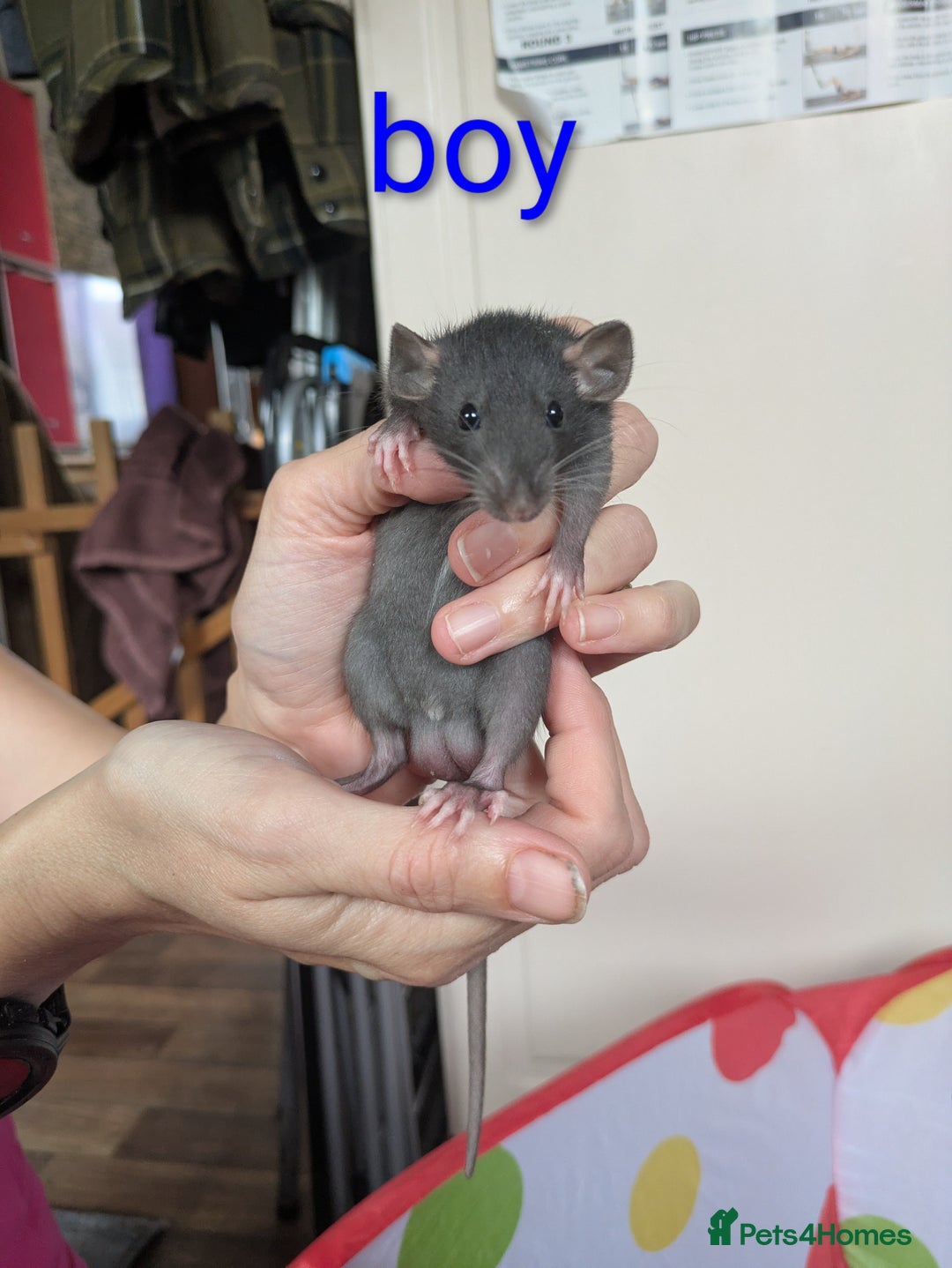 Rat rodents for sale: Dumbo rats - Image 8