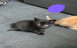 Mixed Breed cats for sale: Little girl ready on November 9th - Image 3