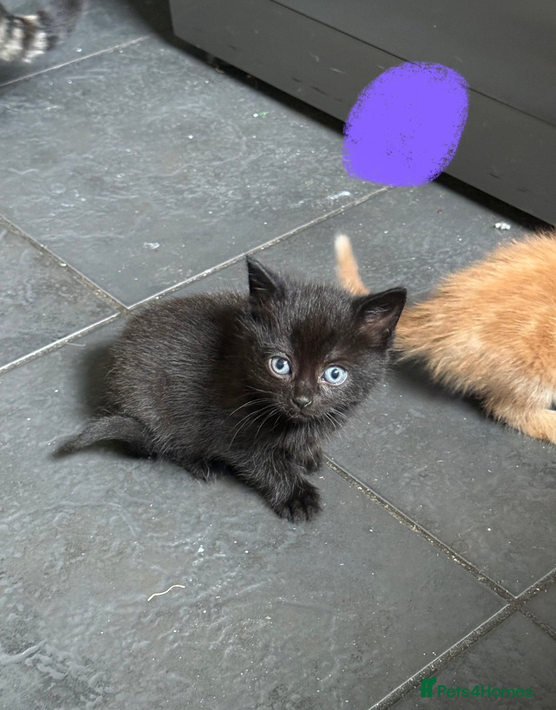Mixed Breed cats for sale: Little girl ready on November 9th - Image 3