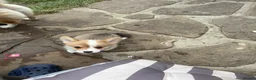 Welsh Corgi Pembroke dogs for sale: 3 Stunning KC Registered Pembroke Corgi Boys  - Advert 20