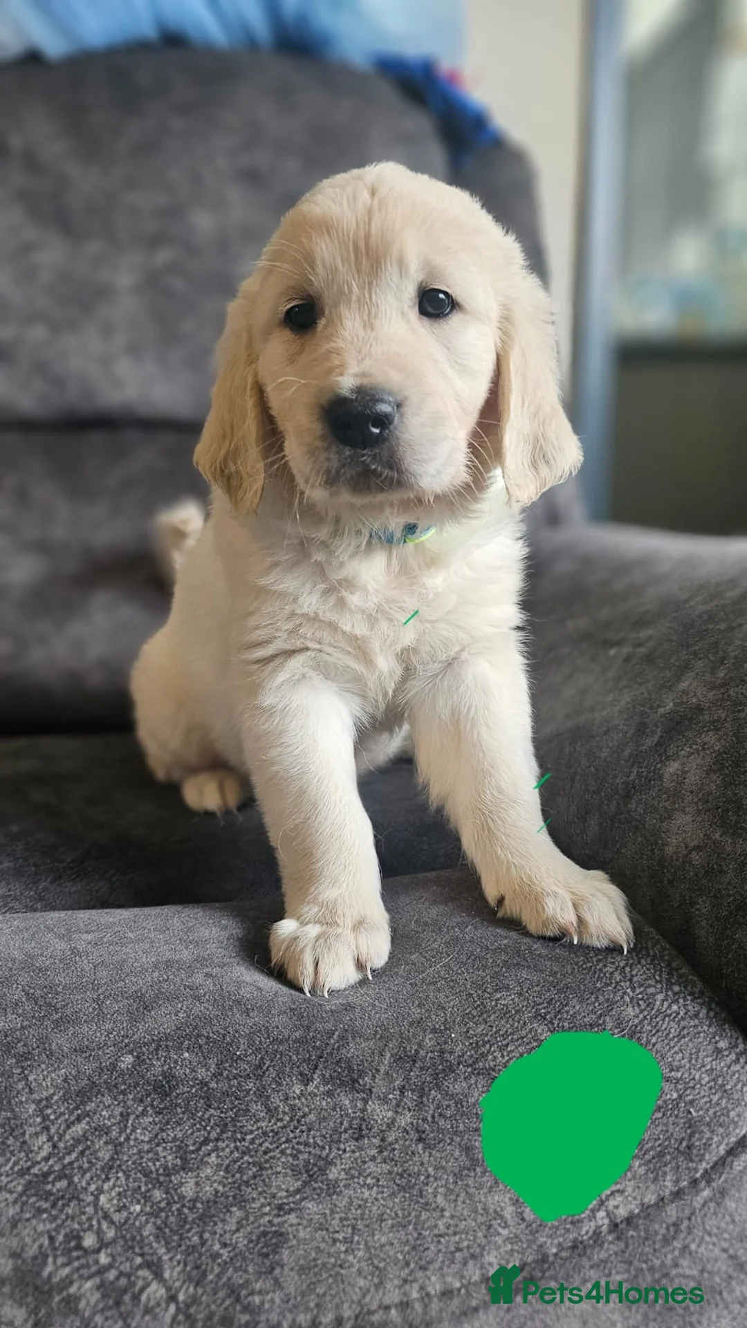 Golden Retriever dogs for sale: ⭐️ 4 beautiful puppies looking for forever homes⭐️ - Advert 2