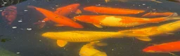 Koi Carp fish for sale: 15 Beautiful Koi Fish for Sale  in Manchester - Advert 2