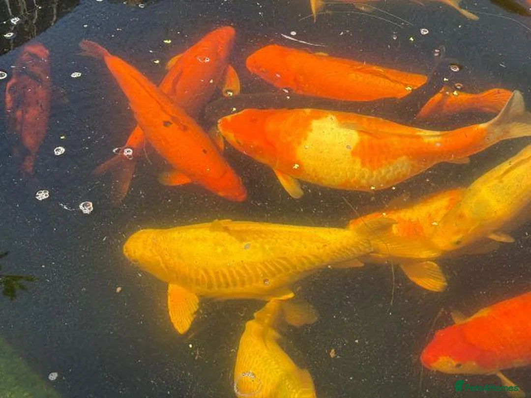 Koi Carp fish for sale: 15 Beautiful Koi Fish for Sale  in Manchester - Advert 2